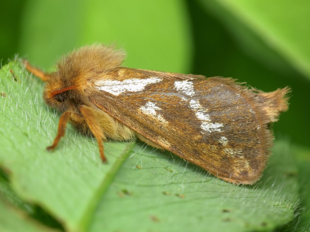 Korscheltellus lupulina (Linnaeus, 1758)